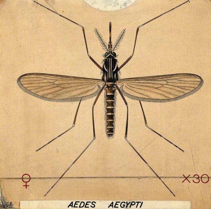 An Anopheles Mosquito (Aedes Aegypti)