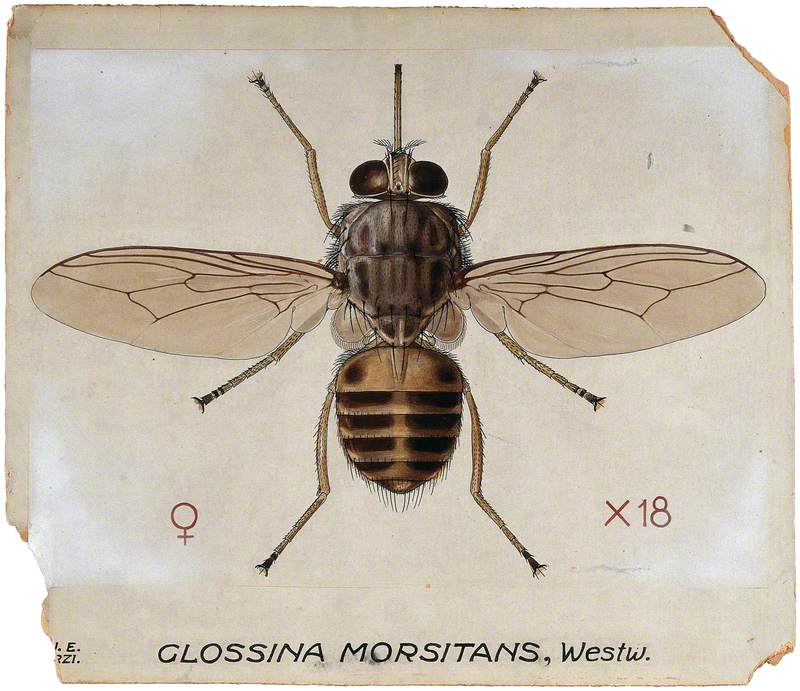A Tsetse Fly (Glossina Morbitans)