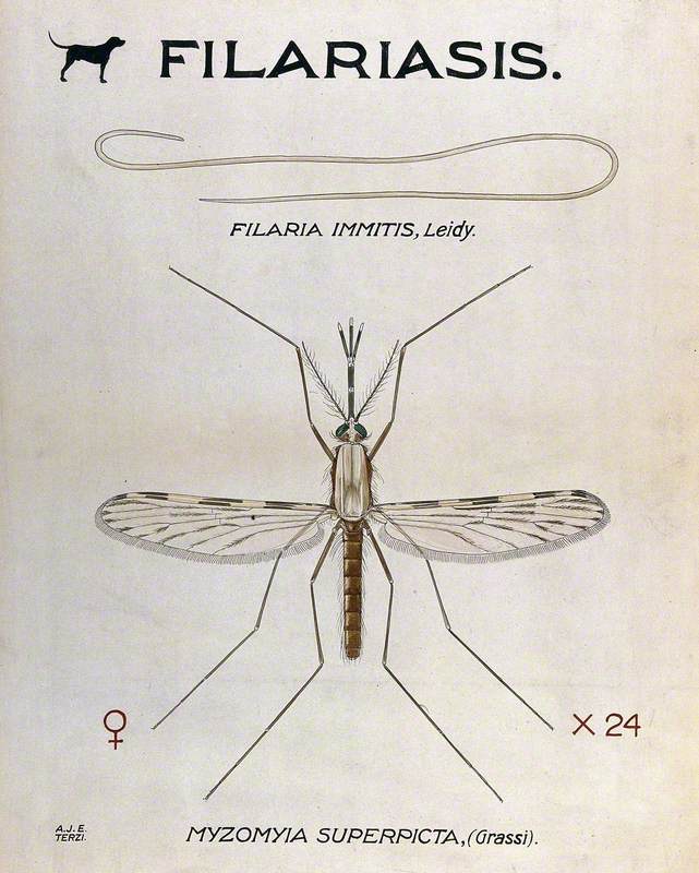 A Parasitic Nematode (Filaria Immitis) and Its Vector, the Mosquito (Myzomyia Superpicta)