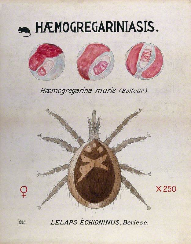 Life Cycle Stages of the Parasite Haemogregarina Muris and Its Vector, the Mite (Lelaps Echidninus)