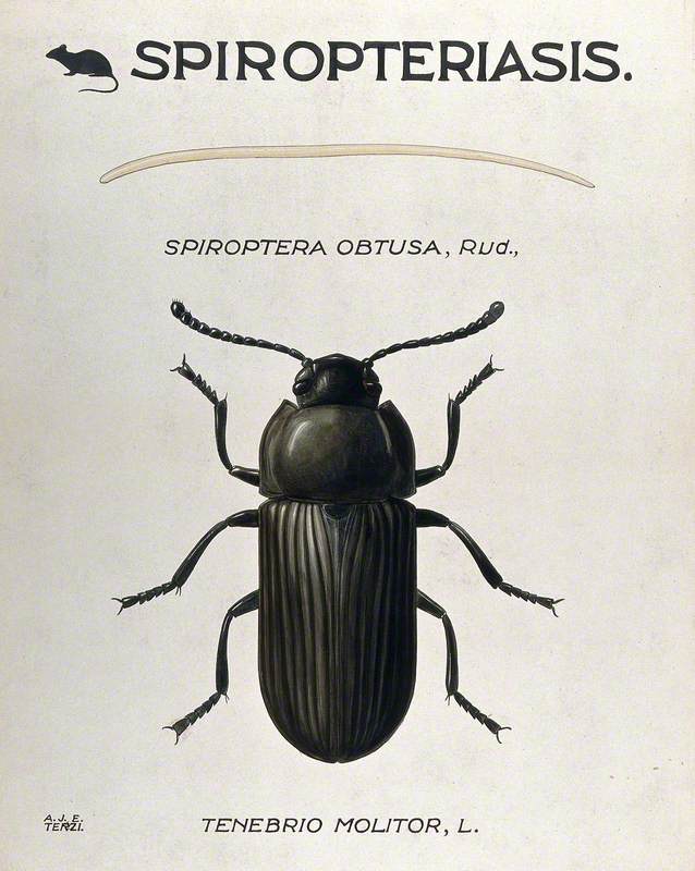 A Parasitic Worm (Filaria Species) and Its Vector Beetle (Tenebrio Molitor)