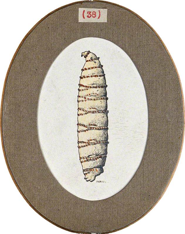 The Larva of a Flesh Fly (Sarcophaga Species)