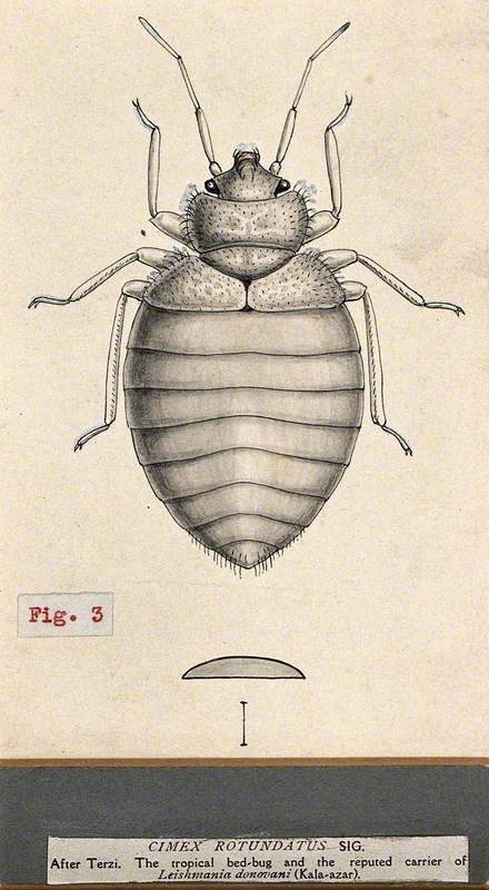 The Tropical Bedbug (Cimex Hemipterus)