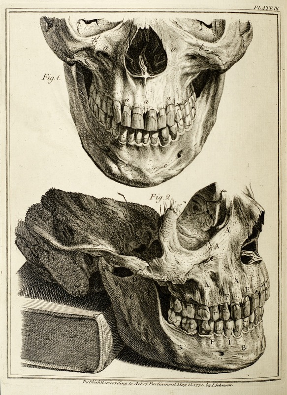 Skull with Teeth
