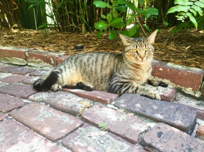 Polydactyl cat